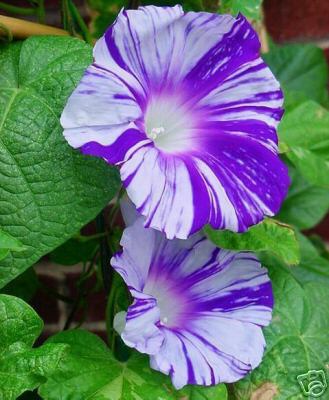 Tye Dye Morning Glory Vine