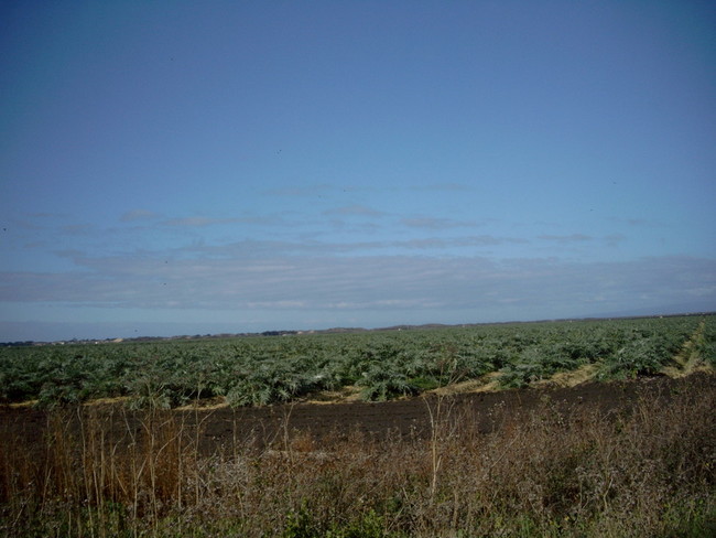 Artichoke field near Castroville