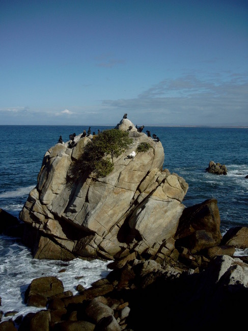 Egret with Cormorants