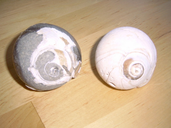 moonsnaifossil_and_shell