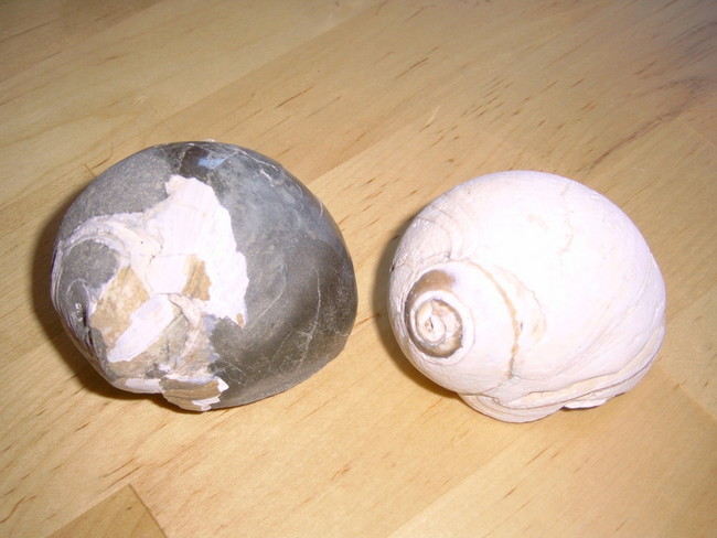 moonsnailfossil_shell