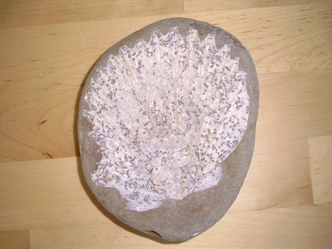 scallopfossil