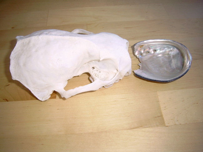 skull