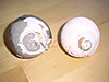 moonsnaifossil_and_shell.JPG