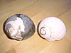 moonsnailfossil_shell.JPG